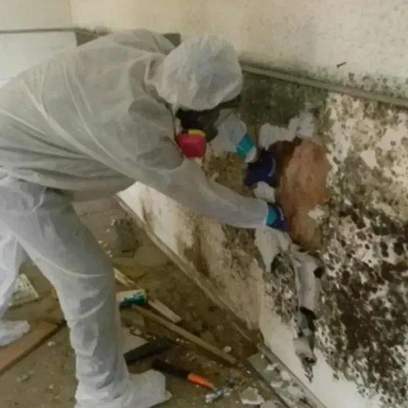 Mold Remediation and Removal in Saint Maries, ID